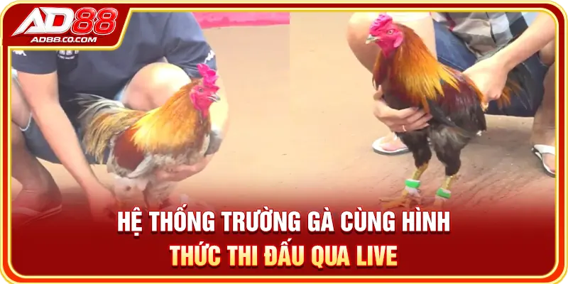 Hệ thống trường gà cùng hình thức thi đấu qua live